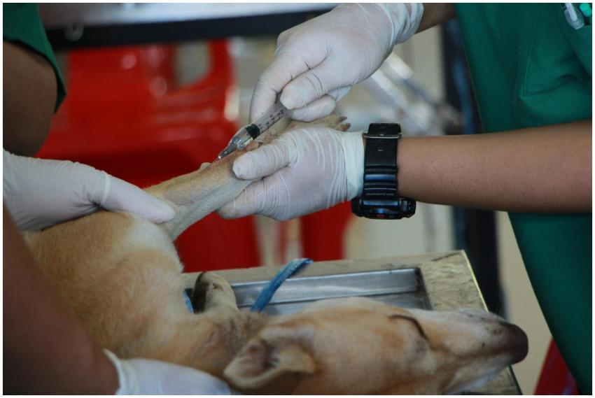 Close-up of a veterinarian injecting a dog with ca