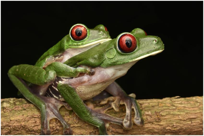 Vivid photograph of two Red-Eyed Tree Frogs restin