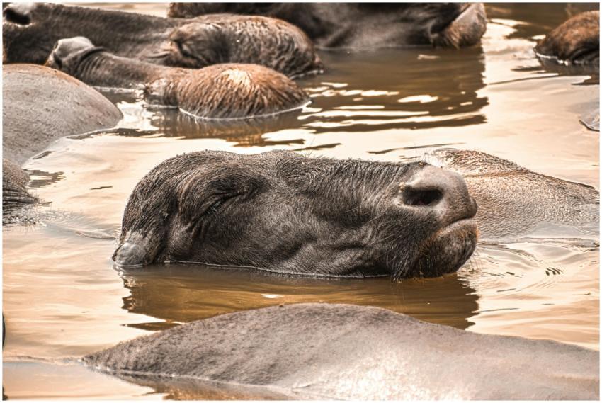 Close-up of a relaxed buffalo herd submerged in mu