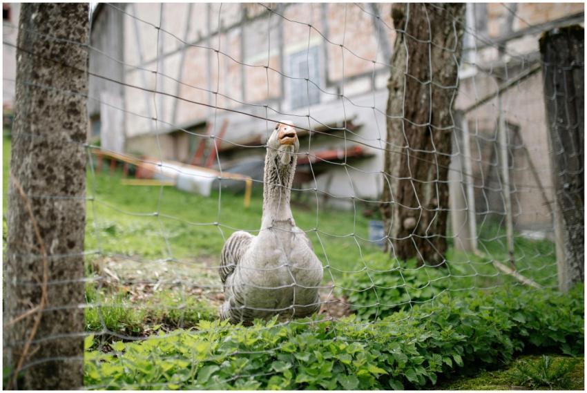 A domestic goose behind a fence in a lush outdoor