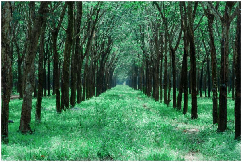 A serene pathway through a verdant forest with tal