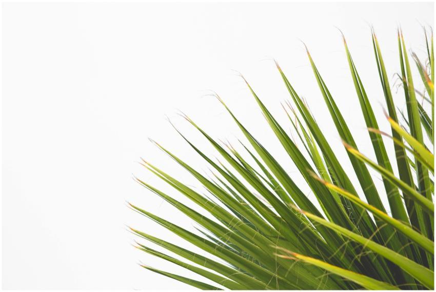 A detailed close-up shot of vivid green palm leave