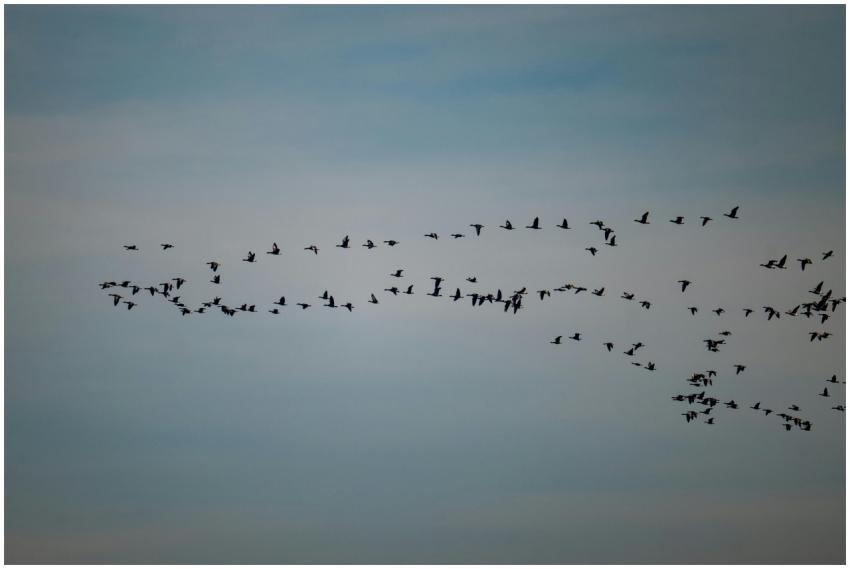 Flock Birds Flight Against