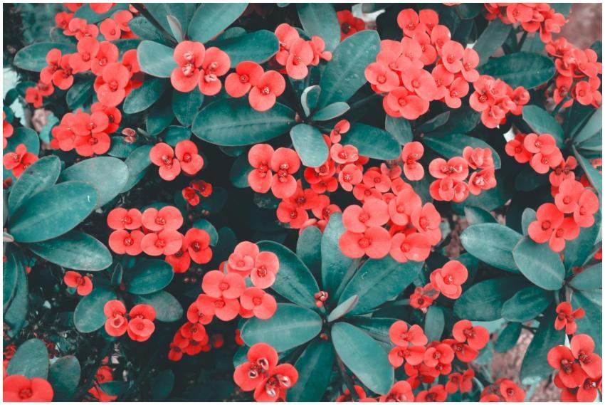 A vibrant close-up image of blooming Crown of Thor