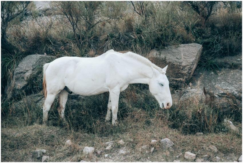 A serene image of a white horse grazing in Córdoba