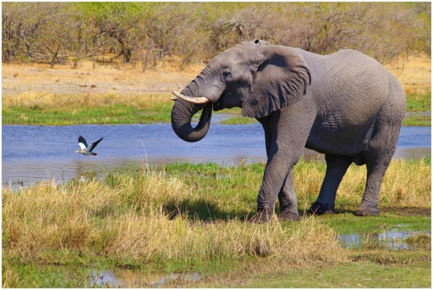 A majestic African elephant drinks at a waterhole,