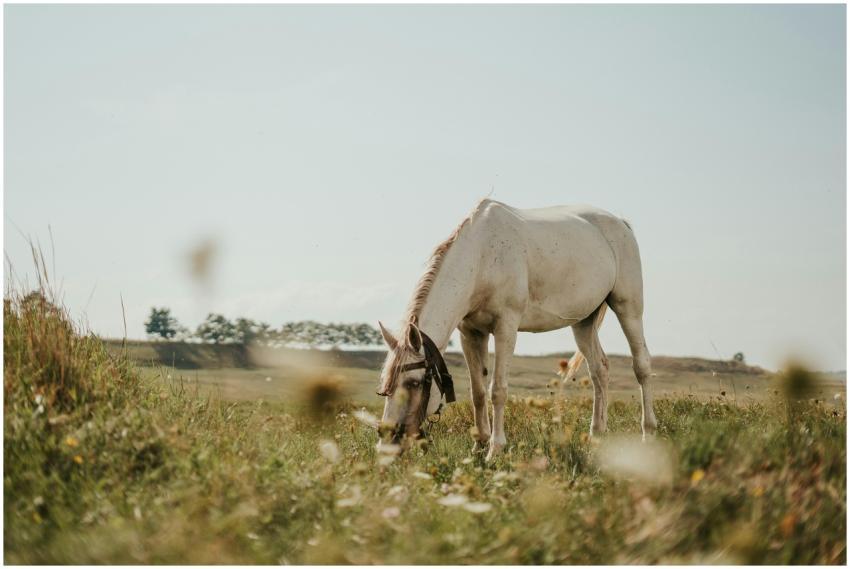 A serene white horse grazes peacefully in a sunlit