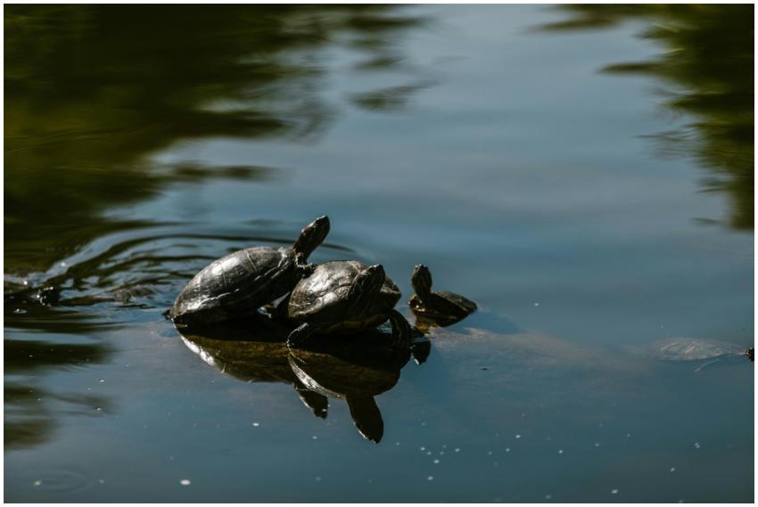 Red-eared slider turtles basking on a rock in a se