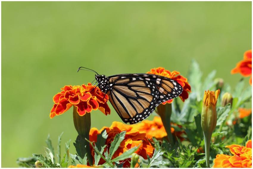 A stunning close-up shot of a monarch butterfly pe