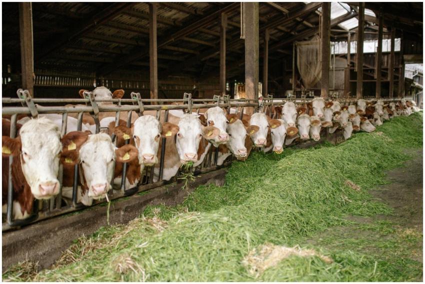 Row of brown and white cows eating grass in a rust