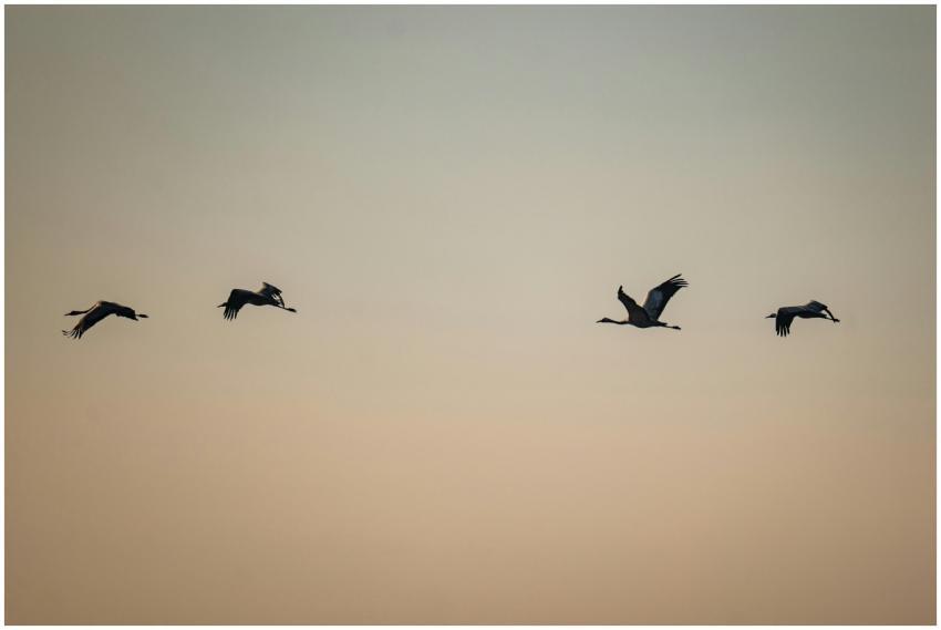 Cranes Flight Against Sunset