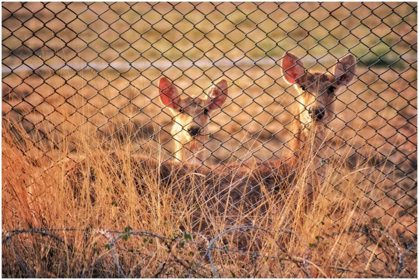 Deer peering through a chain-link fence in Bilaspu