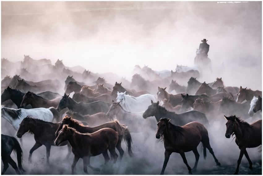Rider leads a herd of horses through misty morning