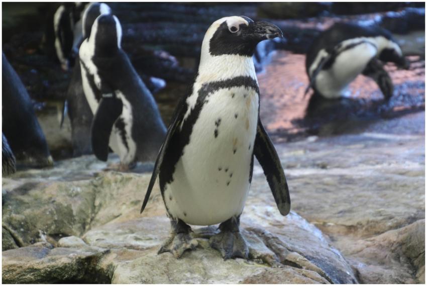African penguins standing on rocks, showcasing the