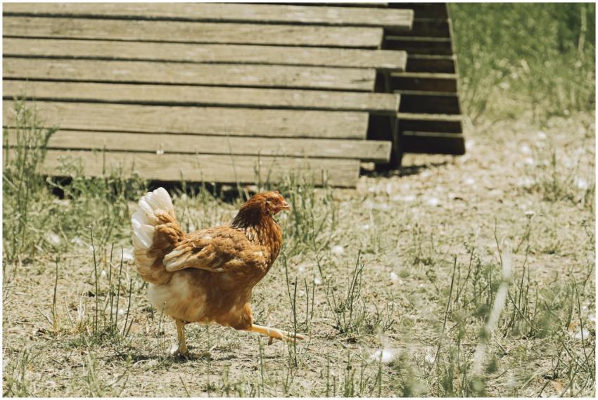 A single brown chicken roaming freely near a woode