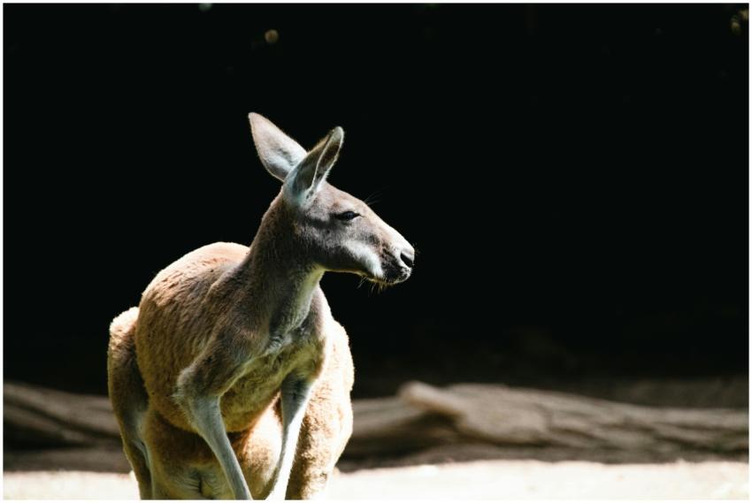 Close-up portrait of a kangaroo against a dark bac