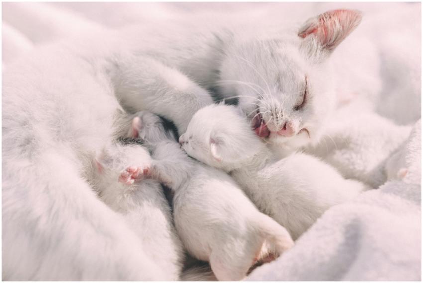 A serene close-up of a white cat cuddling with her