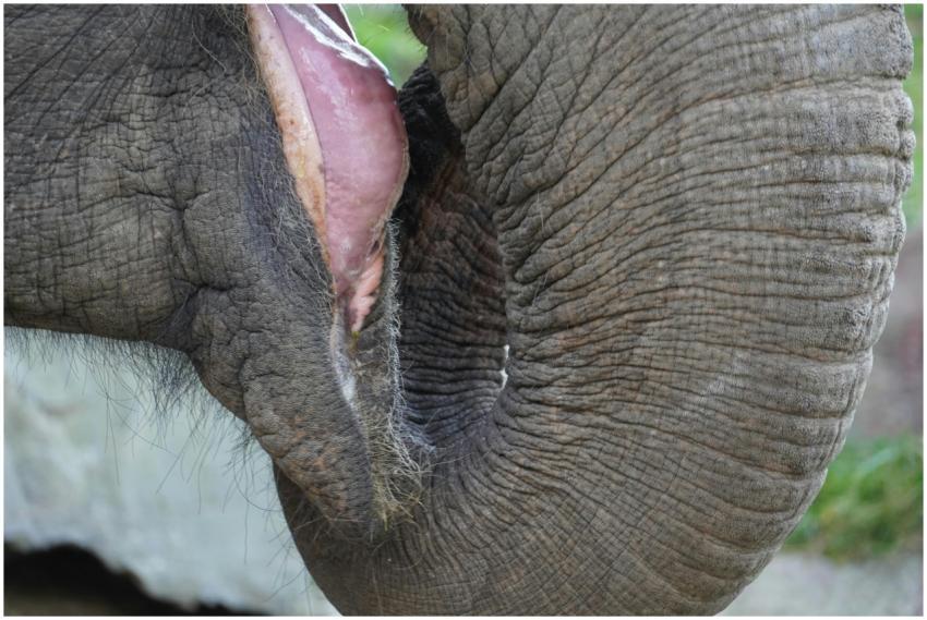 Detailed close-up of an elephant's trunk and mouth