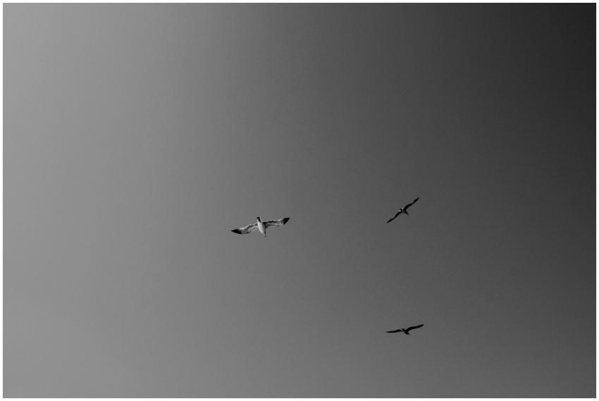A serene view of seagulls soaring in a grayscale s