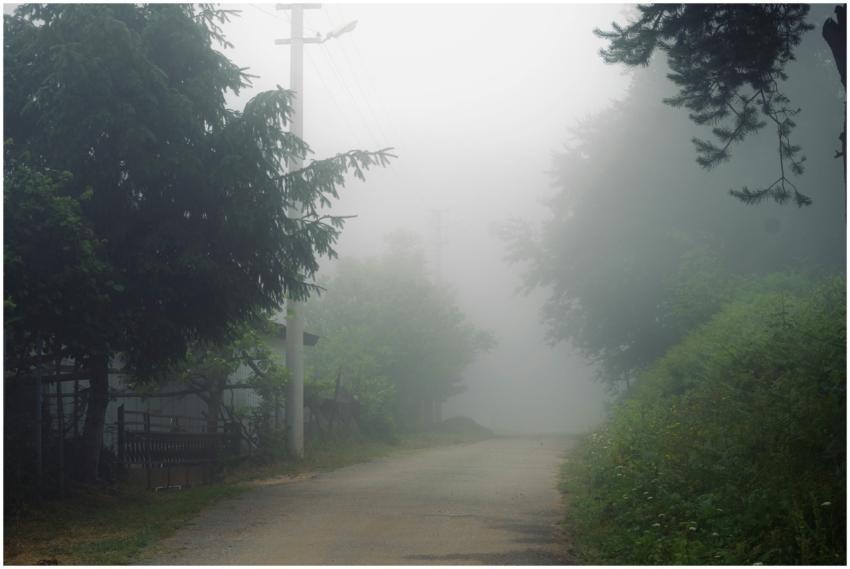 Serene misty forest road enveloped in fog, surroun