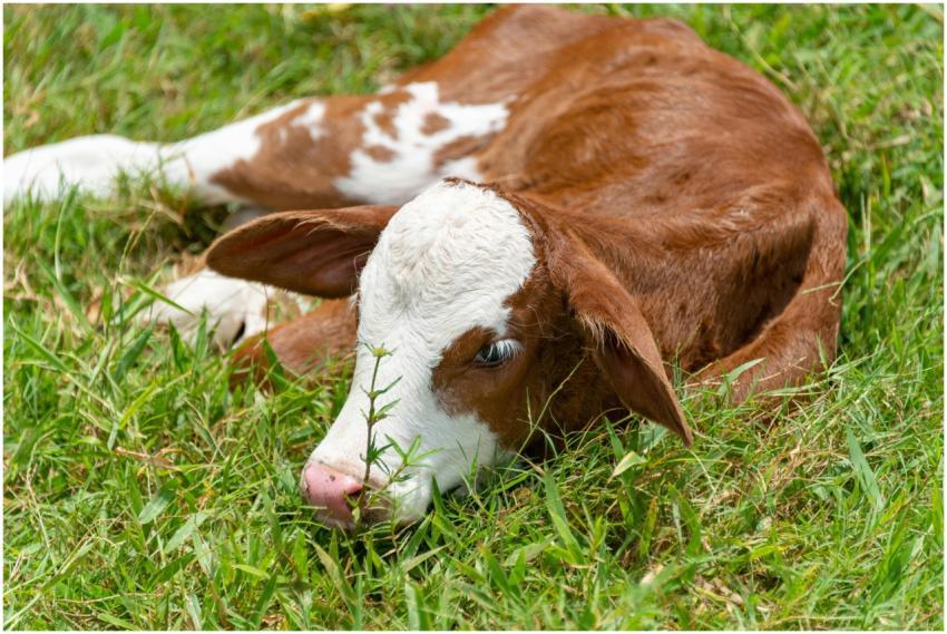 A young brown and white calf relaxing on a vibrant