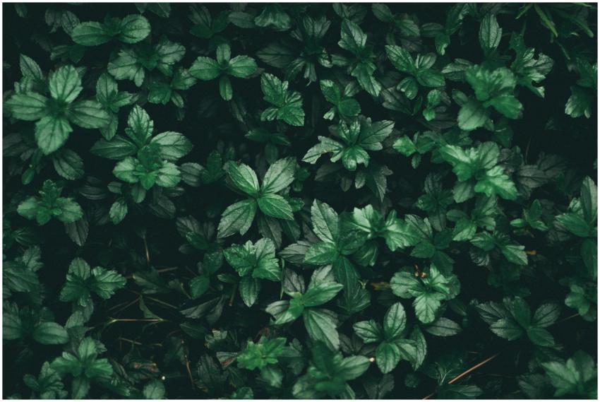 Dense cluster of vibrant green mint plants offerin