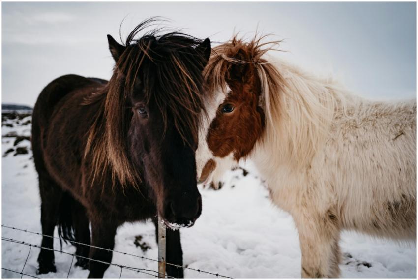 Charming shot of two horses bonding in a snowy lan