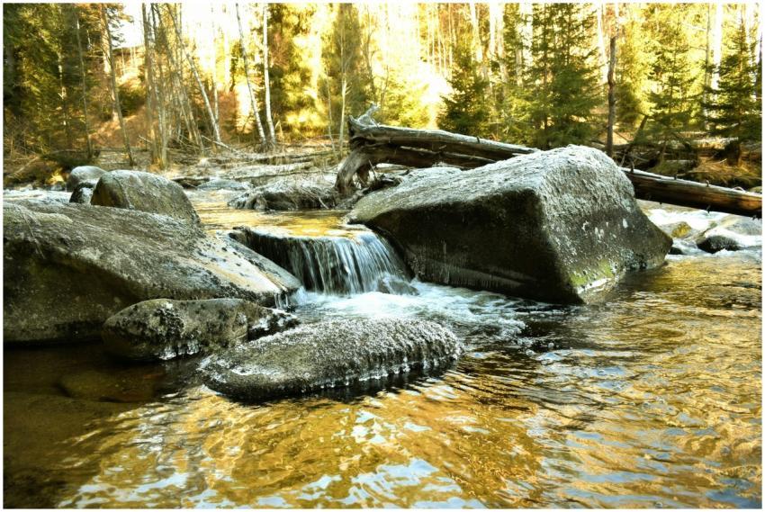 Tranquil forest stream with moss-covered rocks and