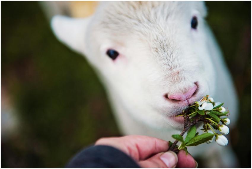 Close-up of a lamb being fed flowers by hand in a