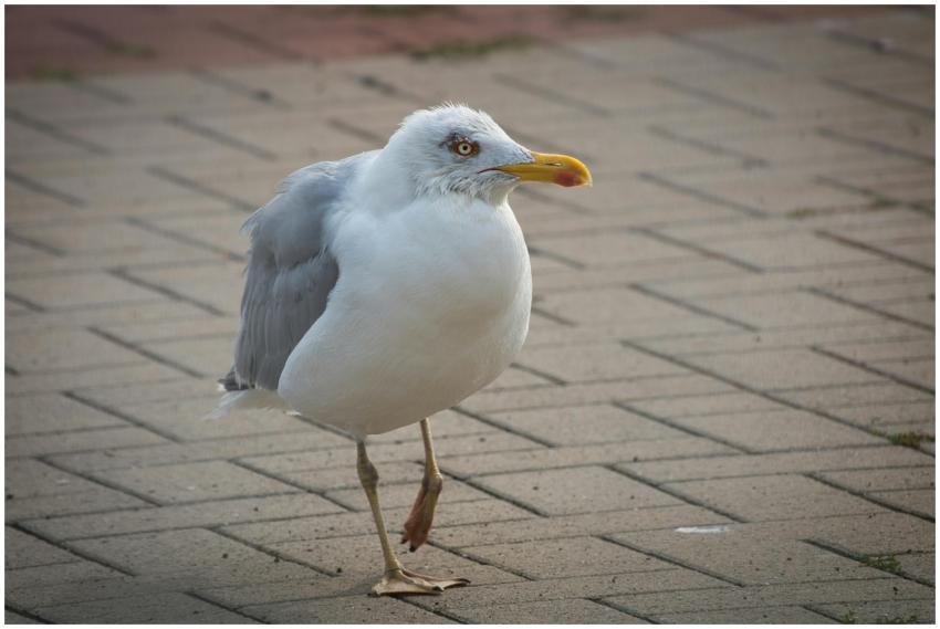 Seagull Strolling Pavement Rostock