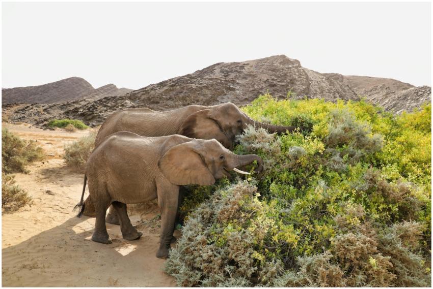 Pair Elephants Feeding Desert