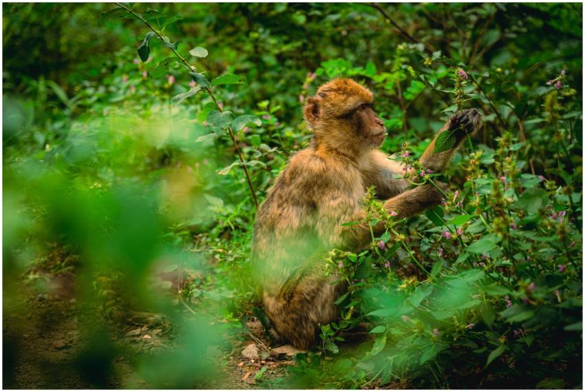 Captivating shot of a Barbary macaque in lush gree