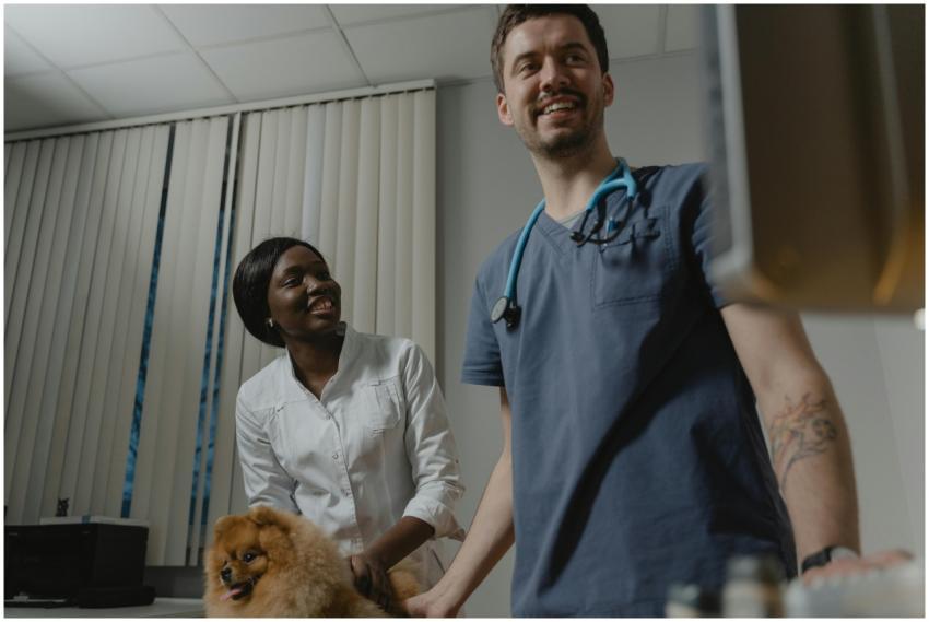 Veterinarians smile as they examine a Pomeranian d