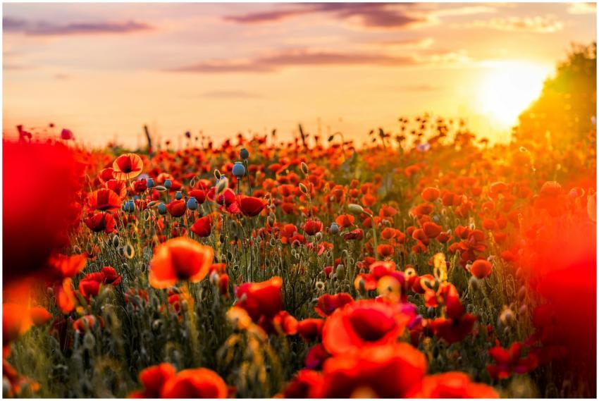 A lush poppy field glowing in the warm light of a