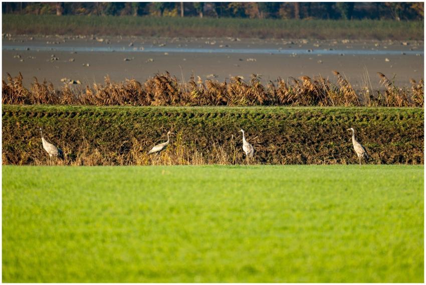 Four Cranes Grassy Field