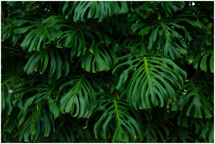 Vibrant Monstera leaves creating a dense green fol