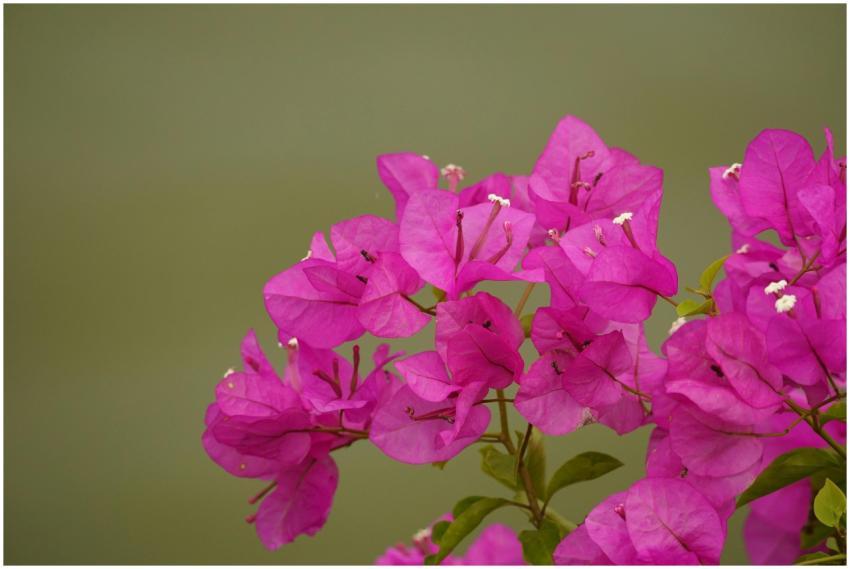 Bright pink bougainvillea flowers in full bloom, s