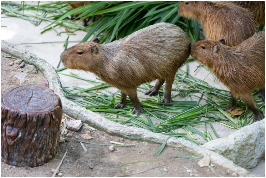 Capybaras relax in a lush outdoor environment in T