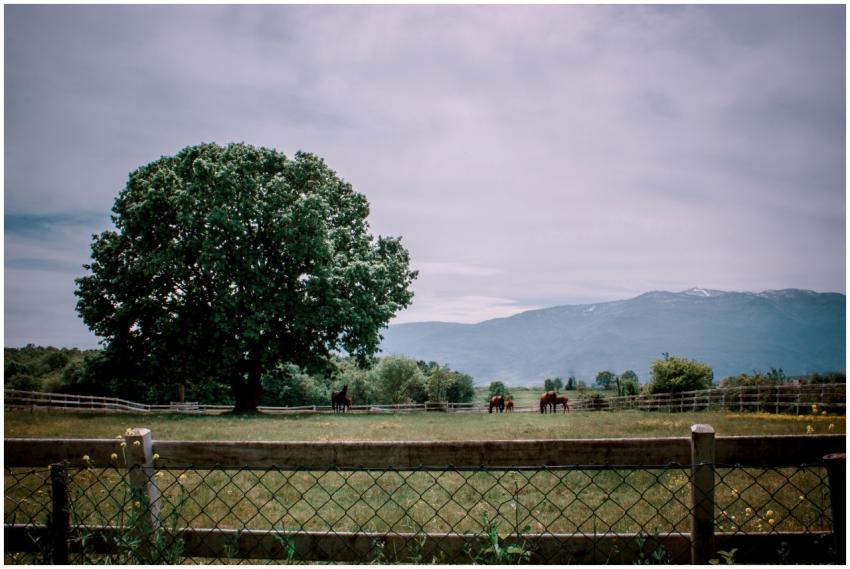Peaceful rural scene showcasing horses grazing in