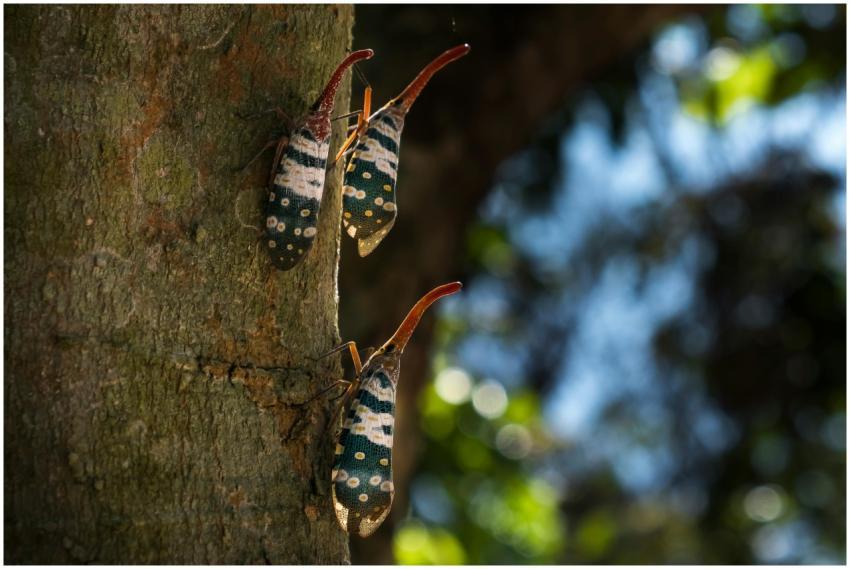 Detailed image of vibrant lanternflies climbing a