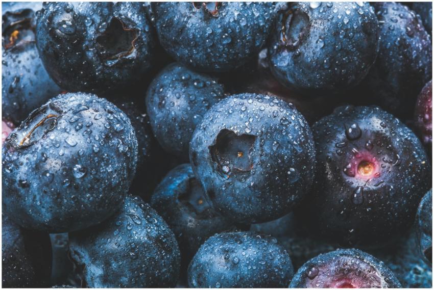 Fresh blueberries covered with water droplets, sho