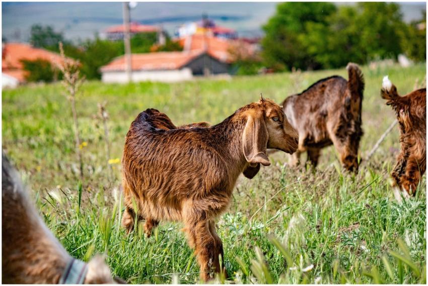 A herd of brown goats grazing on a sunny day in a