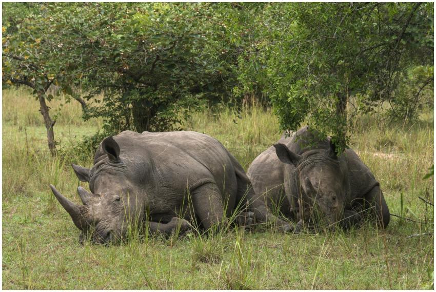 Two rhinoceroses resting under trees in a grassy s