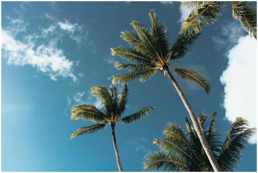 Low-angle shot of palm trees under a bright blue s