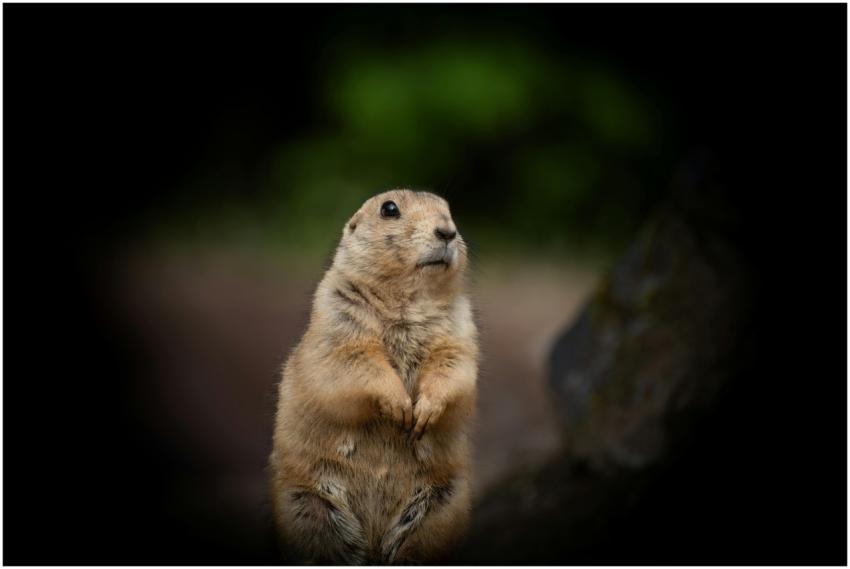 A prairie dog standing alert in a natural setting