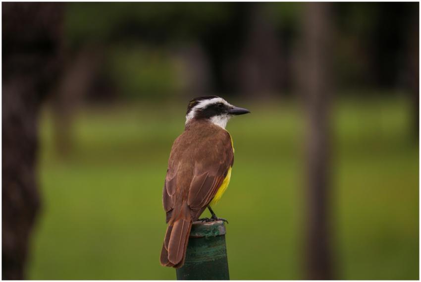 Great Kiskadee Perched Green