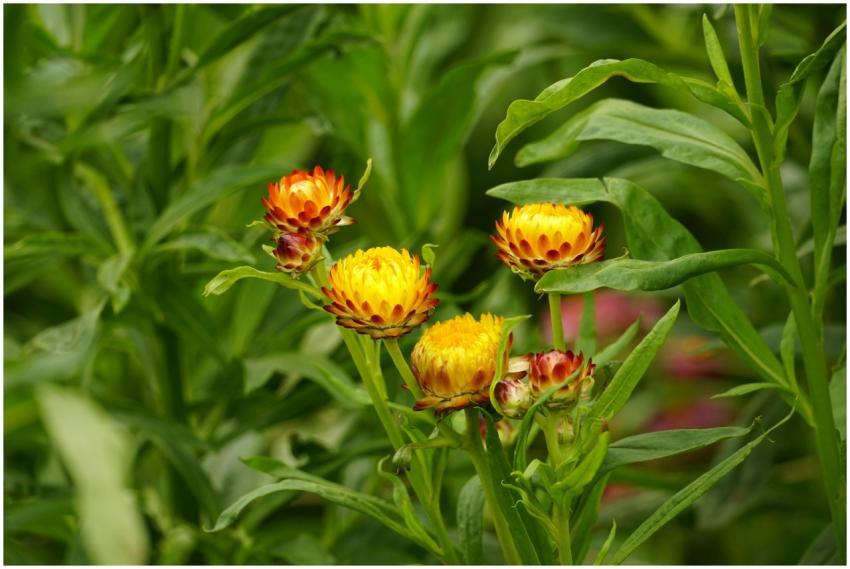 Close-up of blooming yellow strawflowers amidst lu