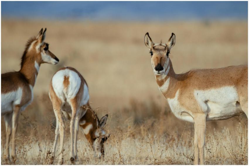 Three pronghorn antelope grazing in a vast, open g