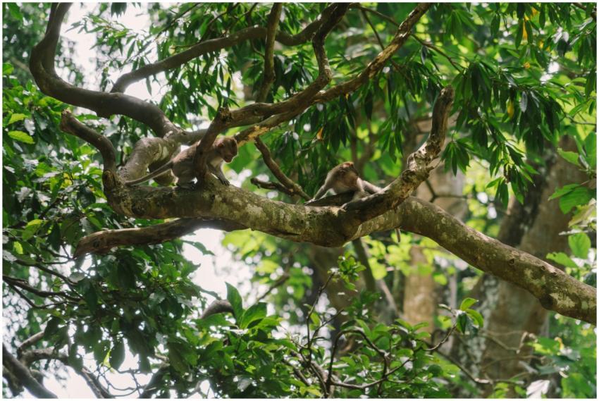 Two monkeys lounging on a tree branch in a vibrant
