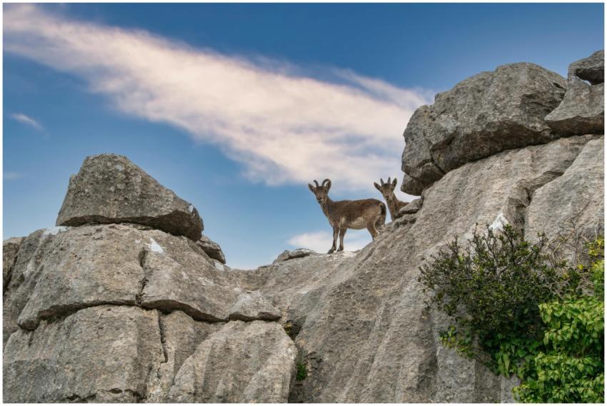 Two mountain goats stand atop eroded rocky cliffs